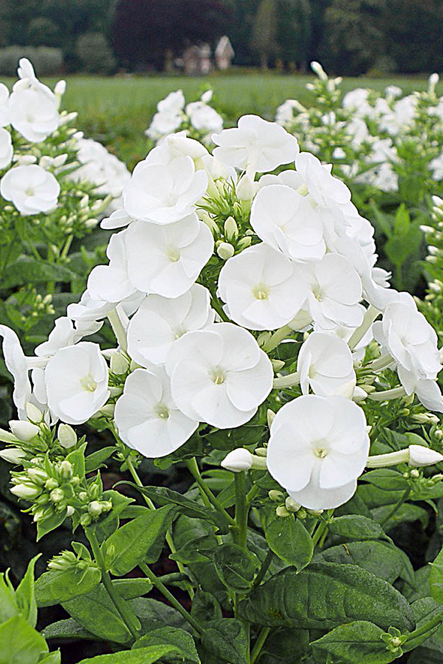 Phlox paniculata 'Danielle'